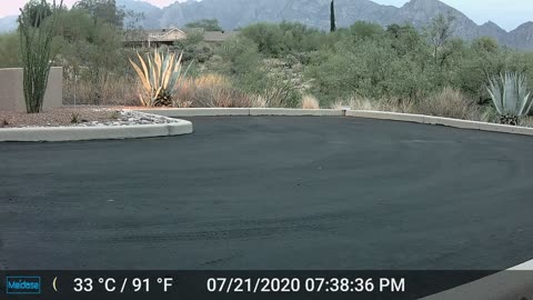 Old coyote mugged the camera