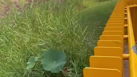 What a big lotus leaf