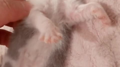 newborn cat sleeping