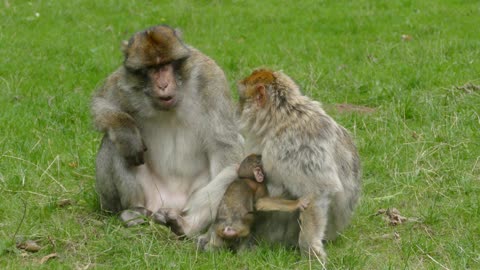 Lovely 🥰 monkey 🙈 couples videos 😅😅😅😅