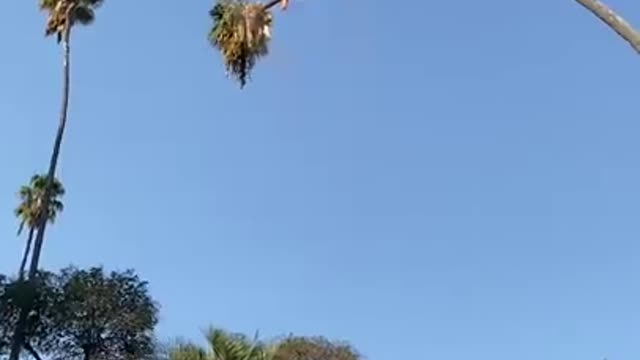 Man Risks His Life By Cutting 100-Foot Californian Plam Tree.