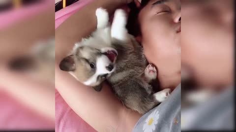 funny dog puppy