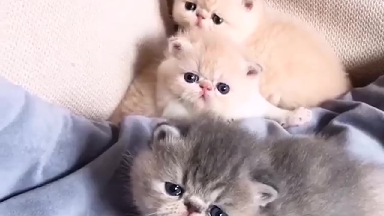 Cute Animals