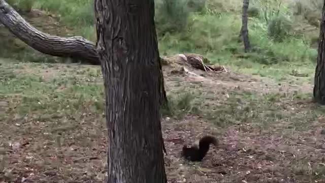 Skunks haunt while walking on the camino