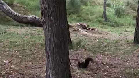 Skunks haunt while walking on the camino