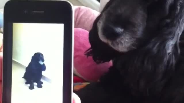 Dog howls at video of himself howling