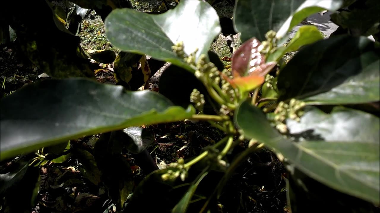 South Florida Avocado Tree host for Julia Heliconia Butterfly.