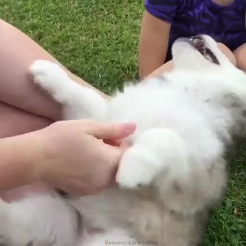Omg Puppies viral video Girels lovely