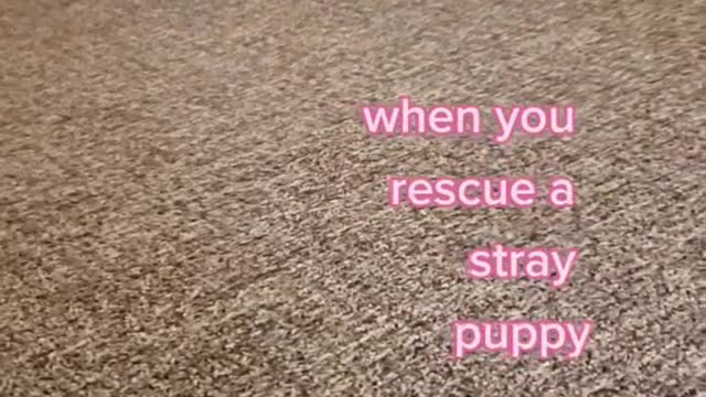 Cute baby animals Videos Compilation cutest moment of the animals - Cutest Puppies #shorts #113