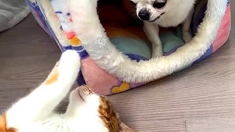 Funny dog cat