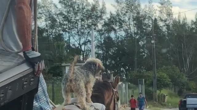 Dog Rides to Town on Horse Friend