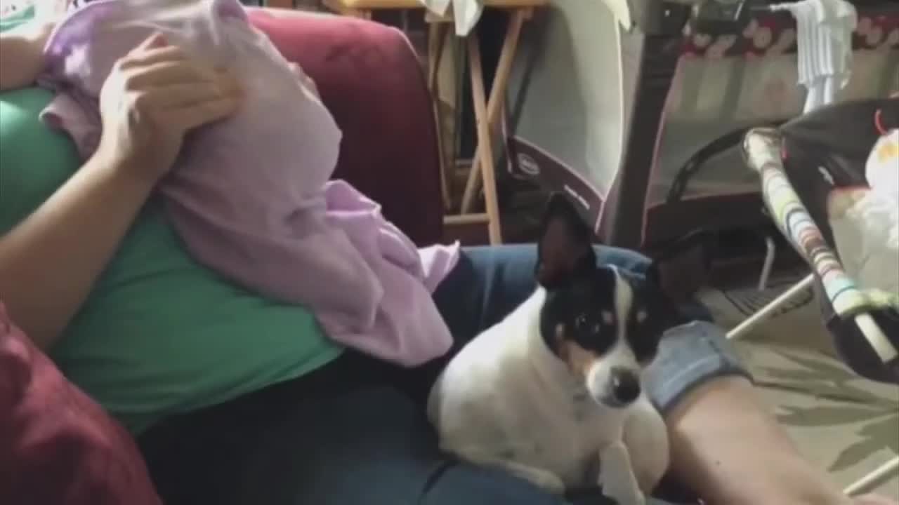 Baby Fart Scares Dog