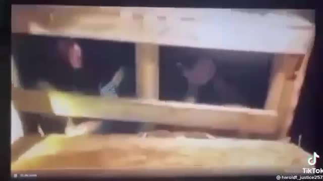 HUMAN TRAFFICKING CHAIN EXPOSED! Share to stop and protect the children