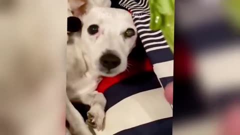 Super FUNNY DOG VIDEOS! 🤣