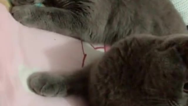 kitty
