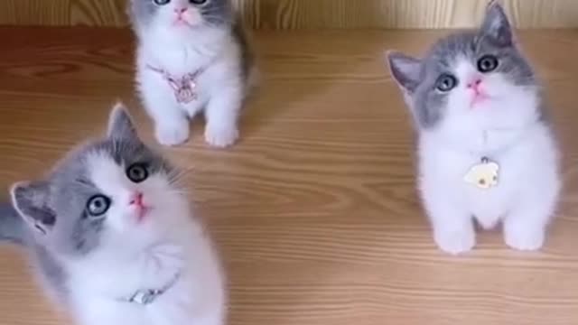 Kittens meowing (too much cuteness) - All talking at the same time!