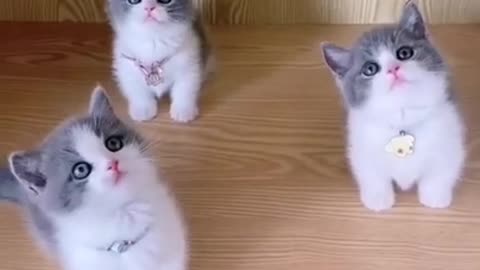 Kittens meowing (too much cuteness) - All talking at the same time!