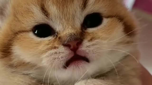 Cute Cat Kitten Talking