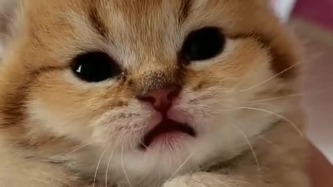 Cute Cat Kitten Talking