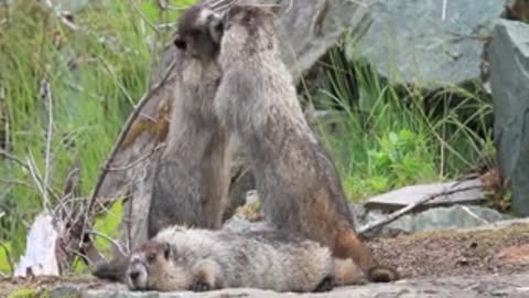 Cute wild marmots playing in nature