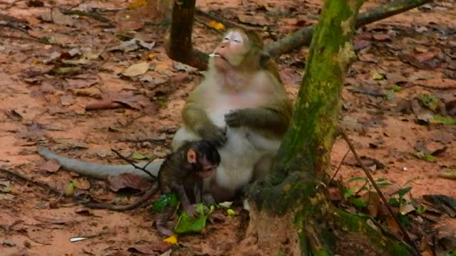 Monkey Brinn and Her Kid, Branda after Rain