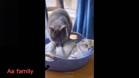 CAT IS GIVING BODY MASSAGE TO HIS FRIEND 🐈️🛏️(FUNNY VIDEO)🤣