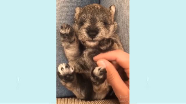 cute puppies and the are really smart