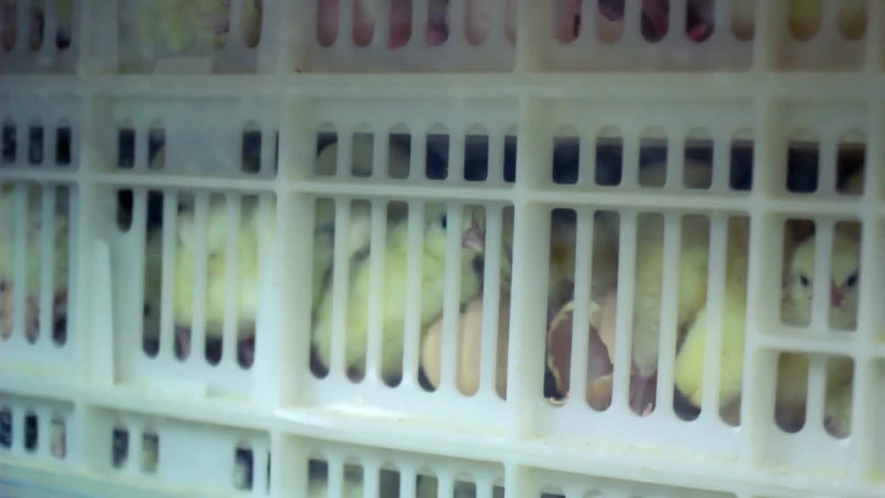 Small chickens in box at chickens farm