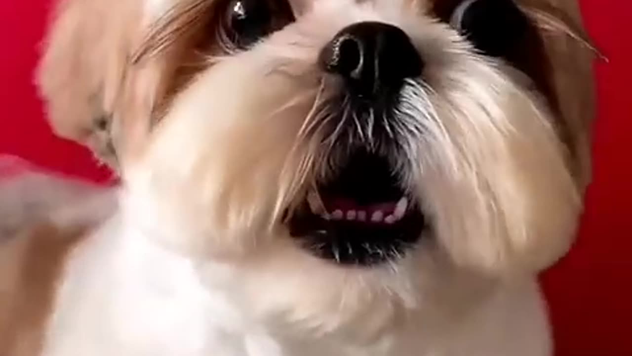 shihtzu Dog Barking- ShihTzu barking #dogs #shihtzupuppies