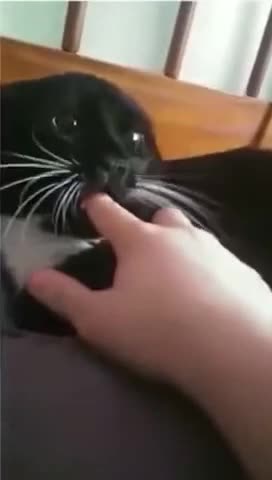 How to calm a cat