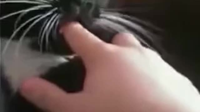 How to calm a cat