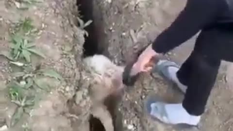 Cute sheep fall down to the drainage hole