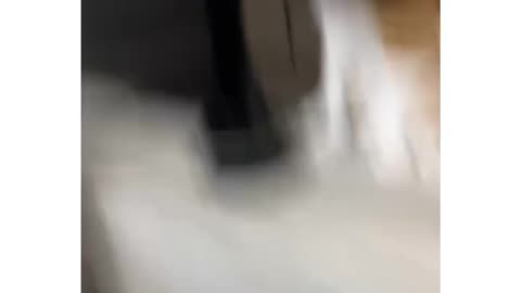 #cat #funny