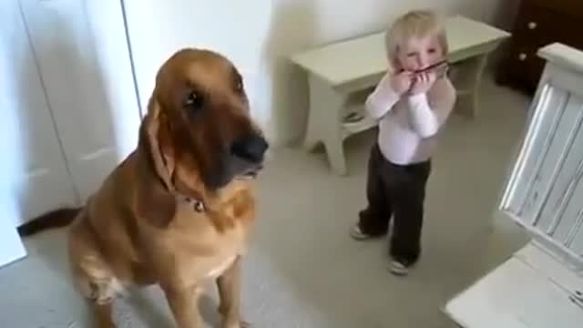 Dog play with small girl