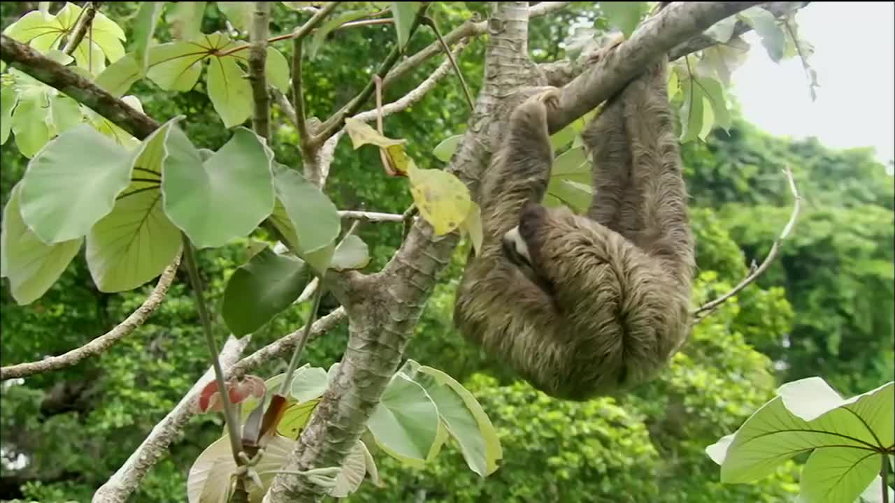 Three-toed Sloth: The Slowest Mammal On Earth