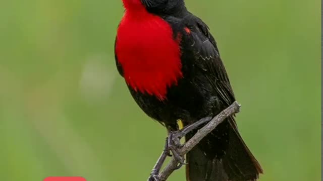 Cool birds !!!!!!!!!