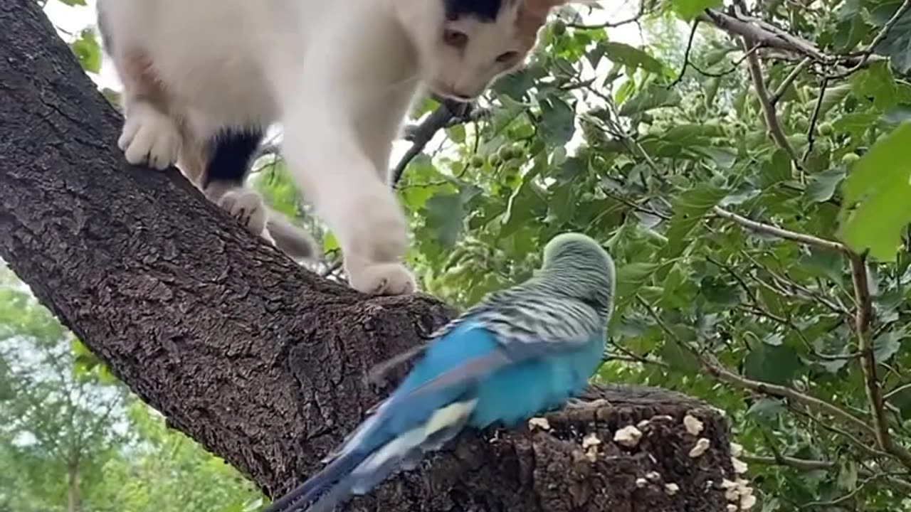 A fight between birds and cats 💪💪💪😜😜