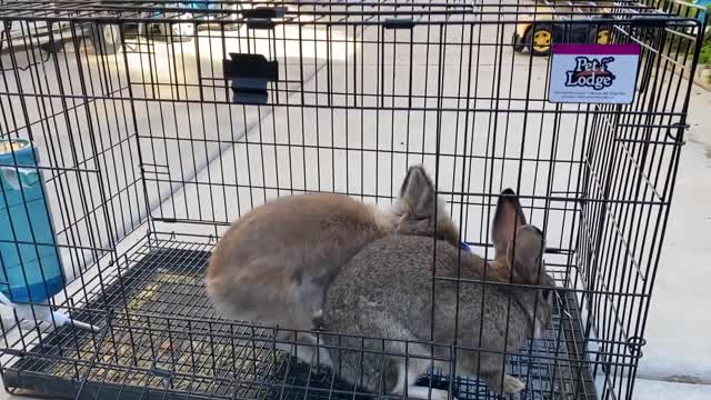 My cute rabbits failed to come out of the cage for wandering