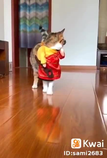 Viral video today shorts 24funny