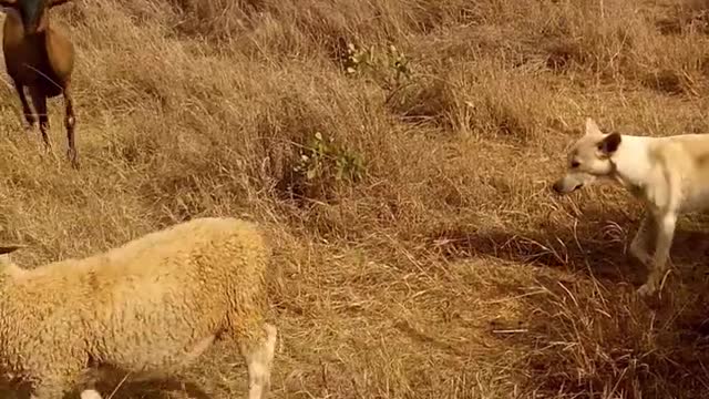 dogs-controlling-the-movement-of-a-a-flock-of-sheep