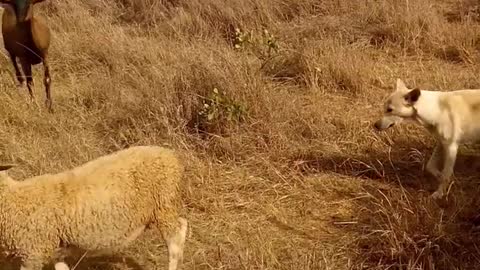 dogs-controlling-the-movement-of-a-a-flock-of-sheep