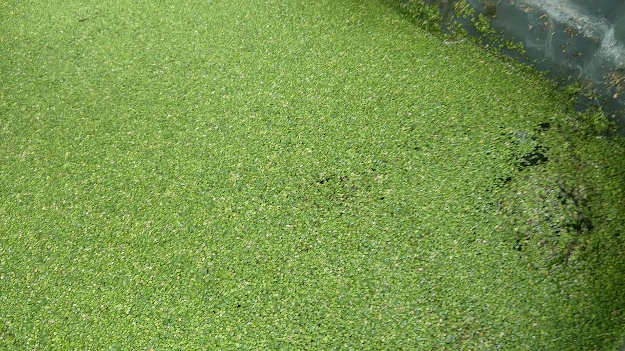 What Is In The Duckweed