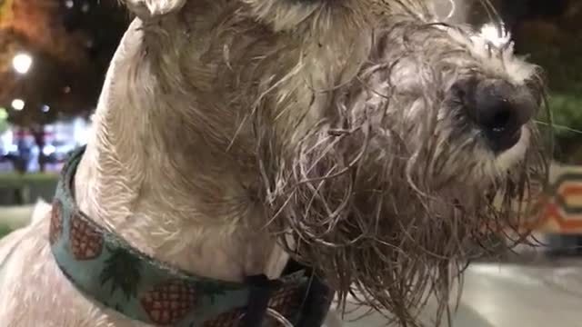 White dog covered in mud looking around