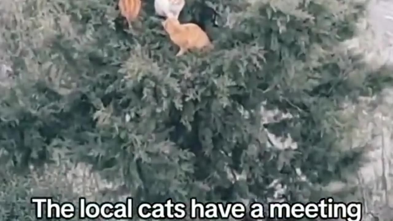FUNNY CATS AND DOGS VIDEOS 2024