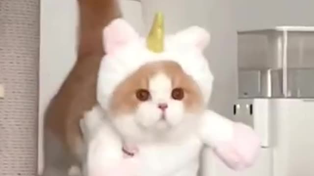Baby Cats - Cute and Funny Cat Videos Compilation #34 | Aww Animals
