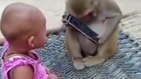 Funny Monkey Cute video