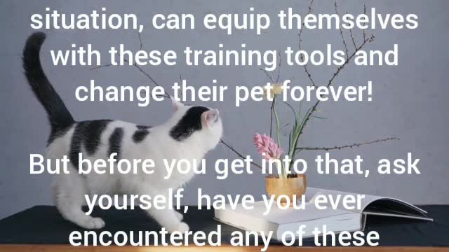 Curb Your Cat 🐈and Training Your Cat