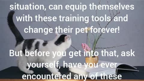 Curb Your Cat 🐈and Training Your Cat