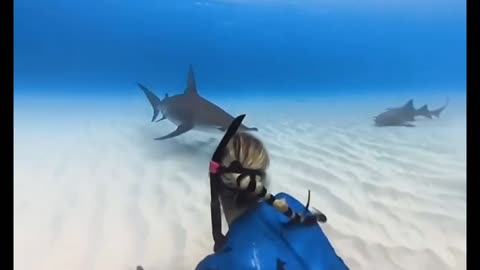 PROTECT SHARKS 🦈