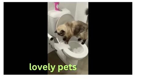 Funny animal videos